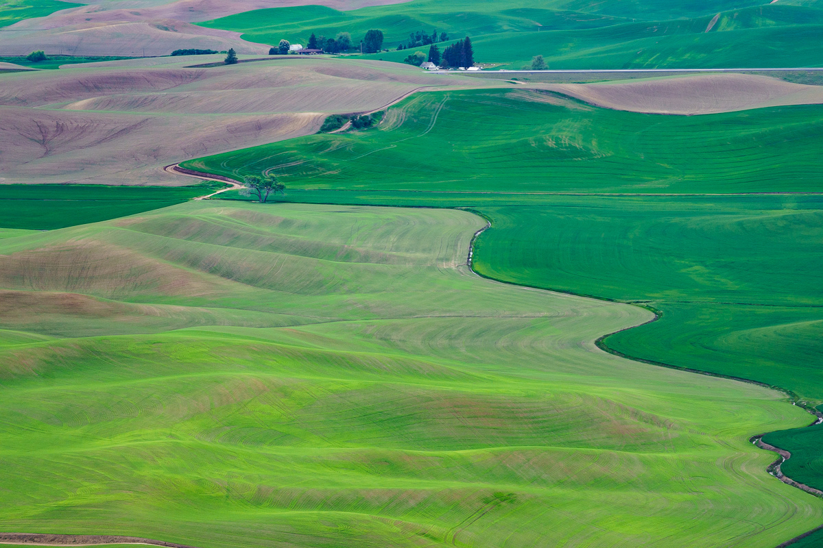 Lonely Tree, Palouse, WA