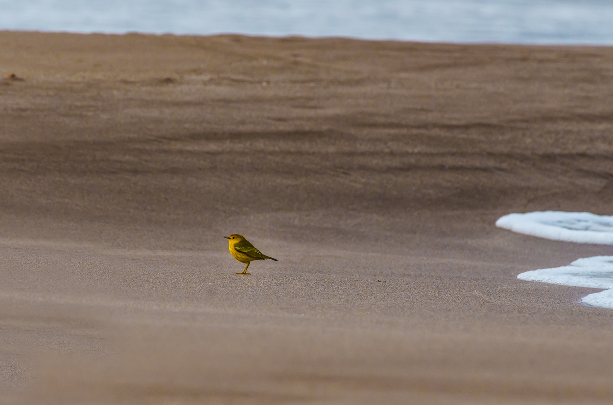 American Yellow Warbler