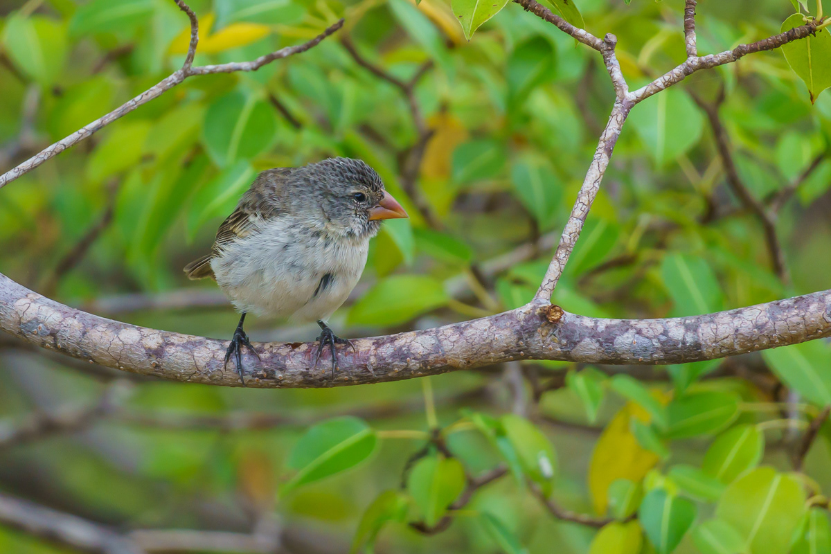 Finch