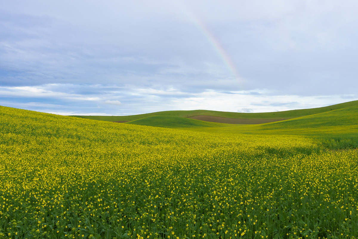 Rainbow, Palouse, WA