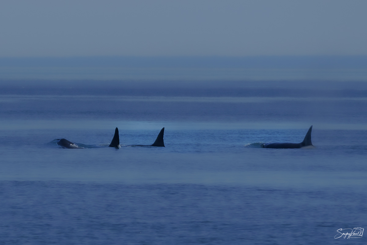 Whales of Salish Sea