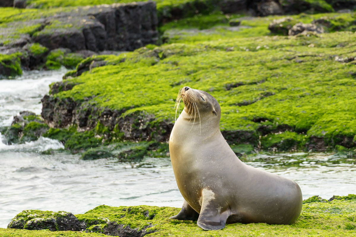 Proud Sea Lion