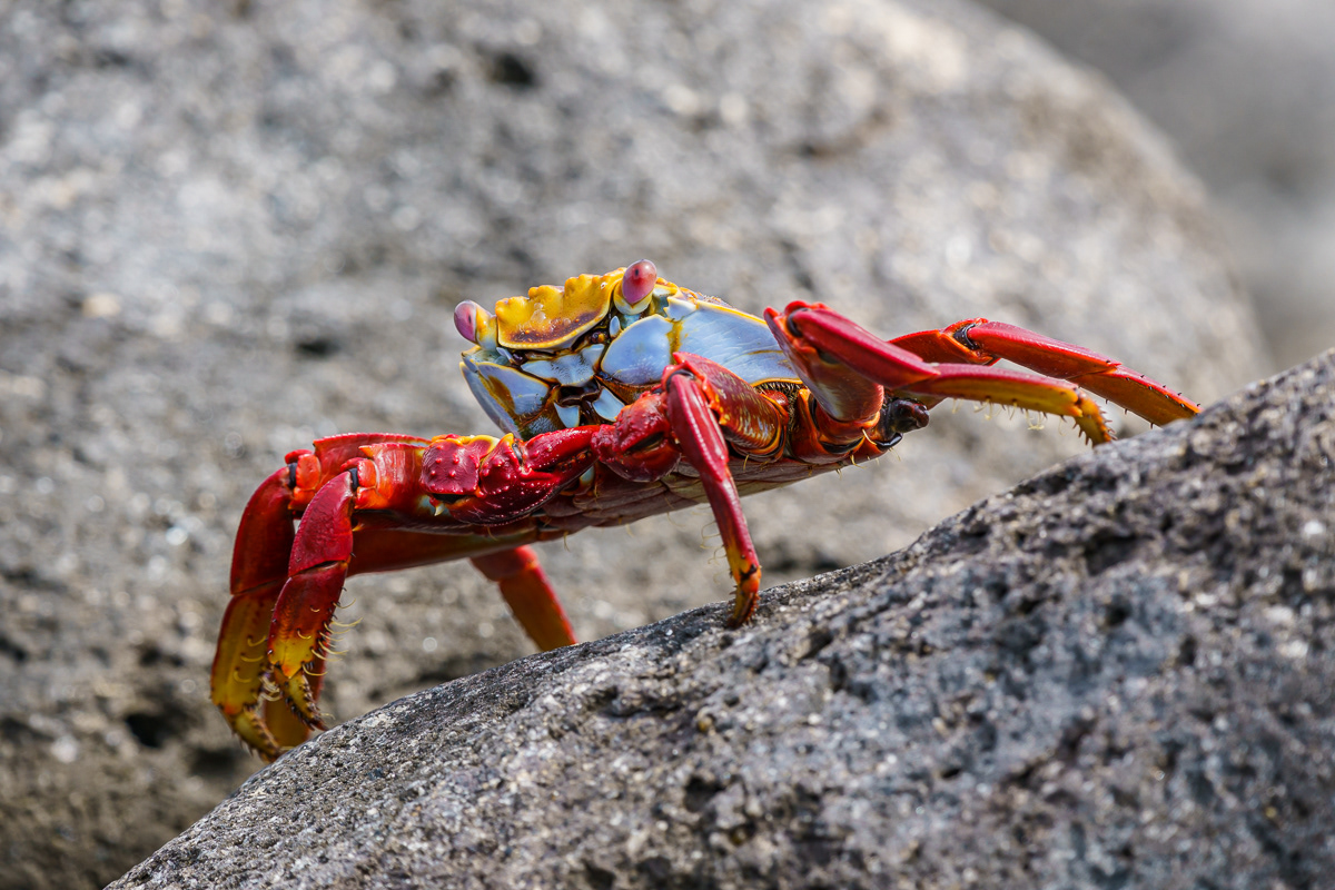 Crab