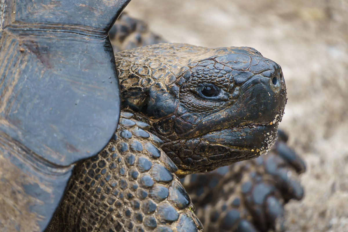 Turtle