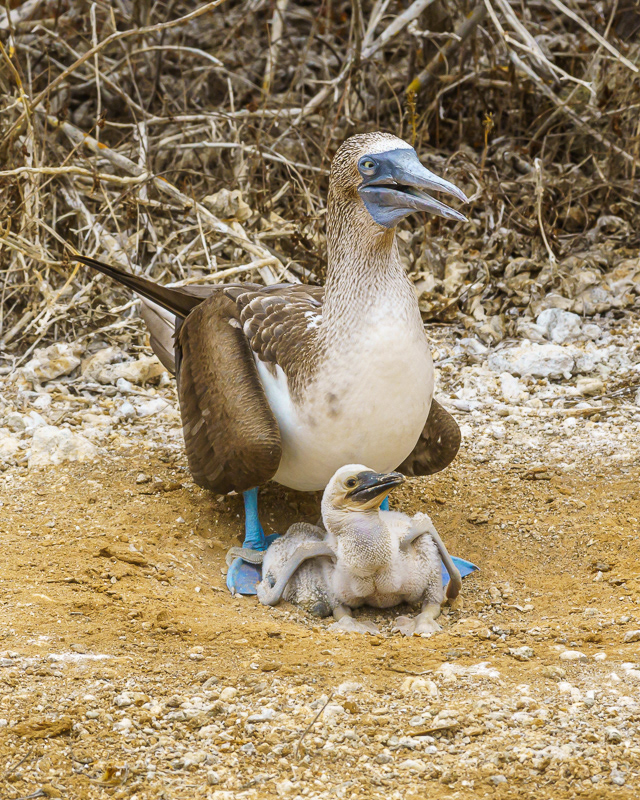 Blue-Footed Booby with newborns