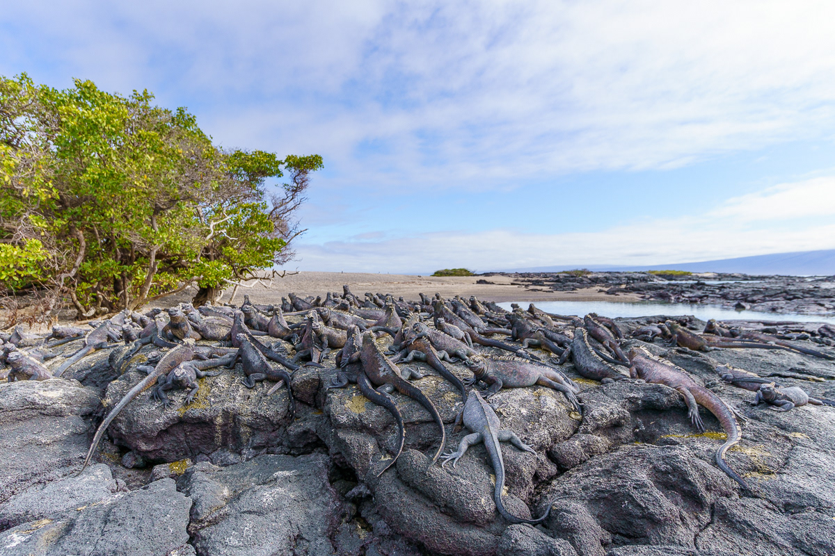 Marine Iguanas