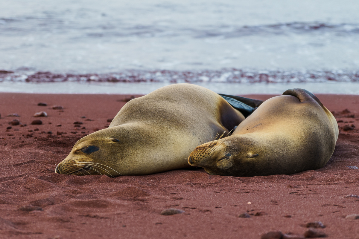 Napping Sea Lions