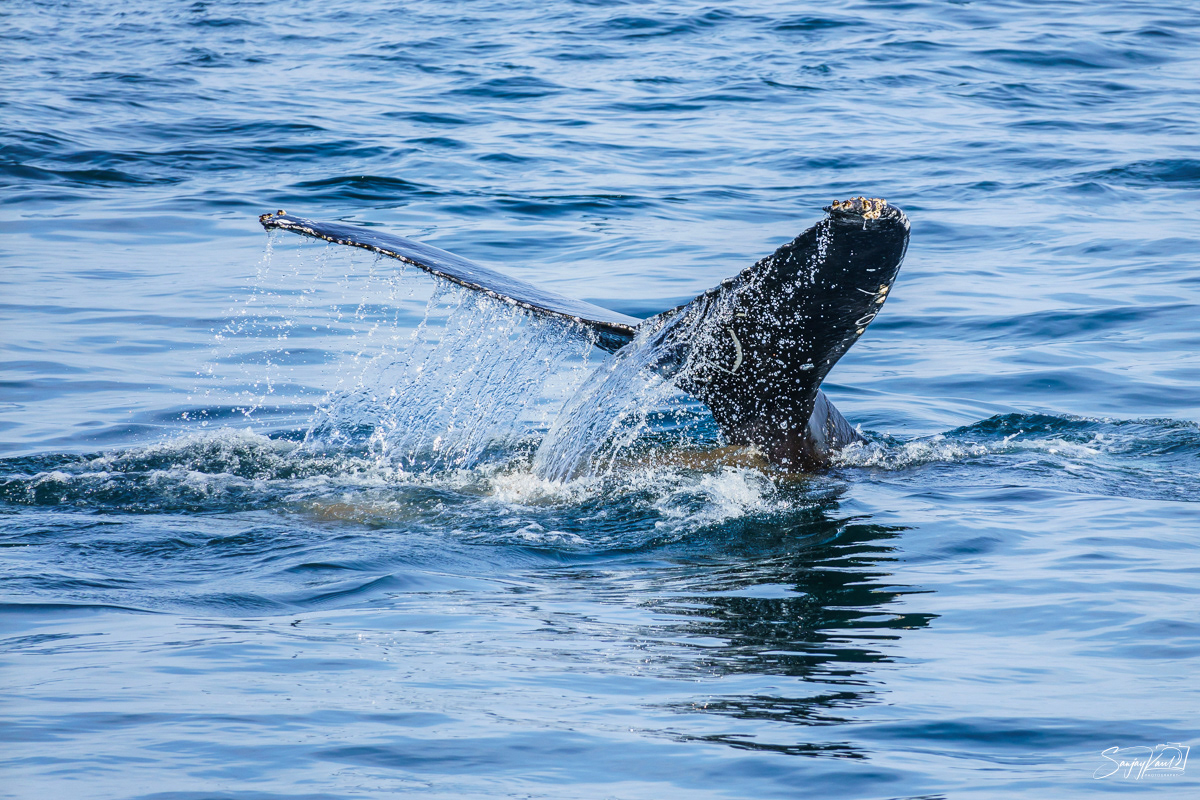 Whales of Salish Sea