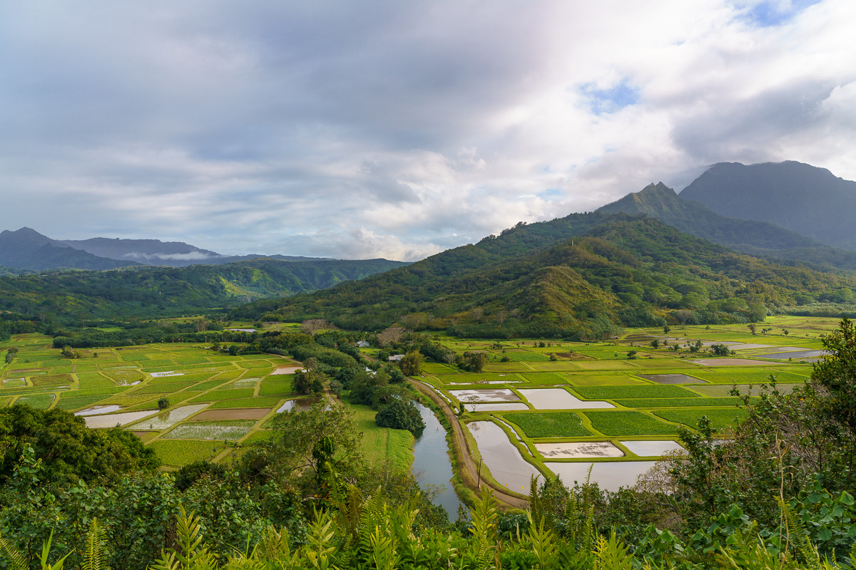 Taro Fields