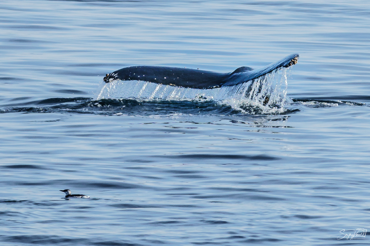 Whales of Salish Sea