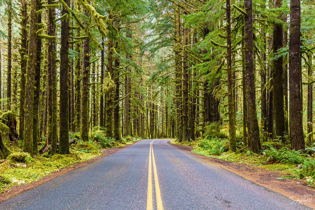 Hoh Forest, WA