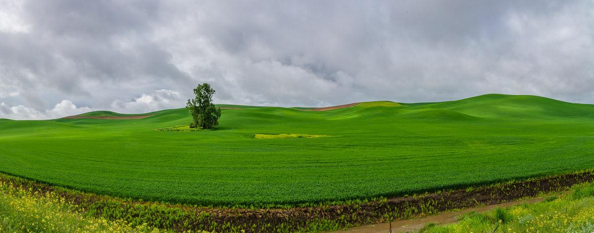The Lonely Tree, Palouse, WA