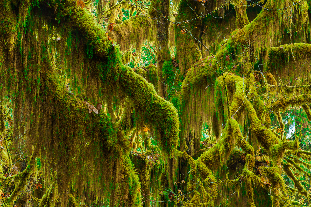 Hoh Forest, WA