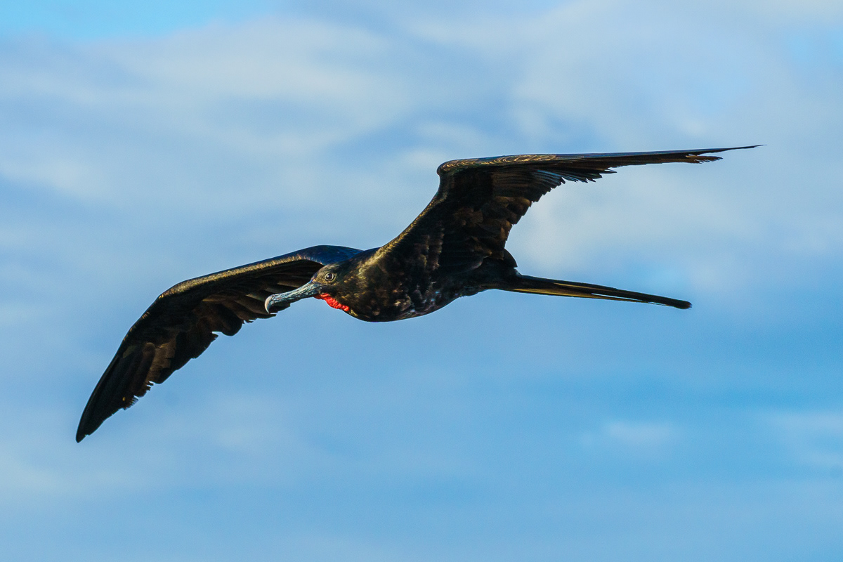 Frigatebird