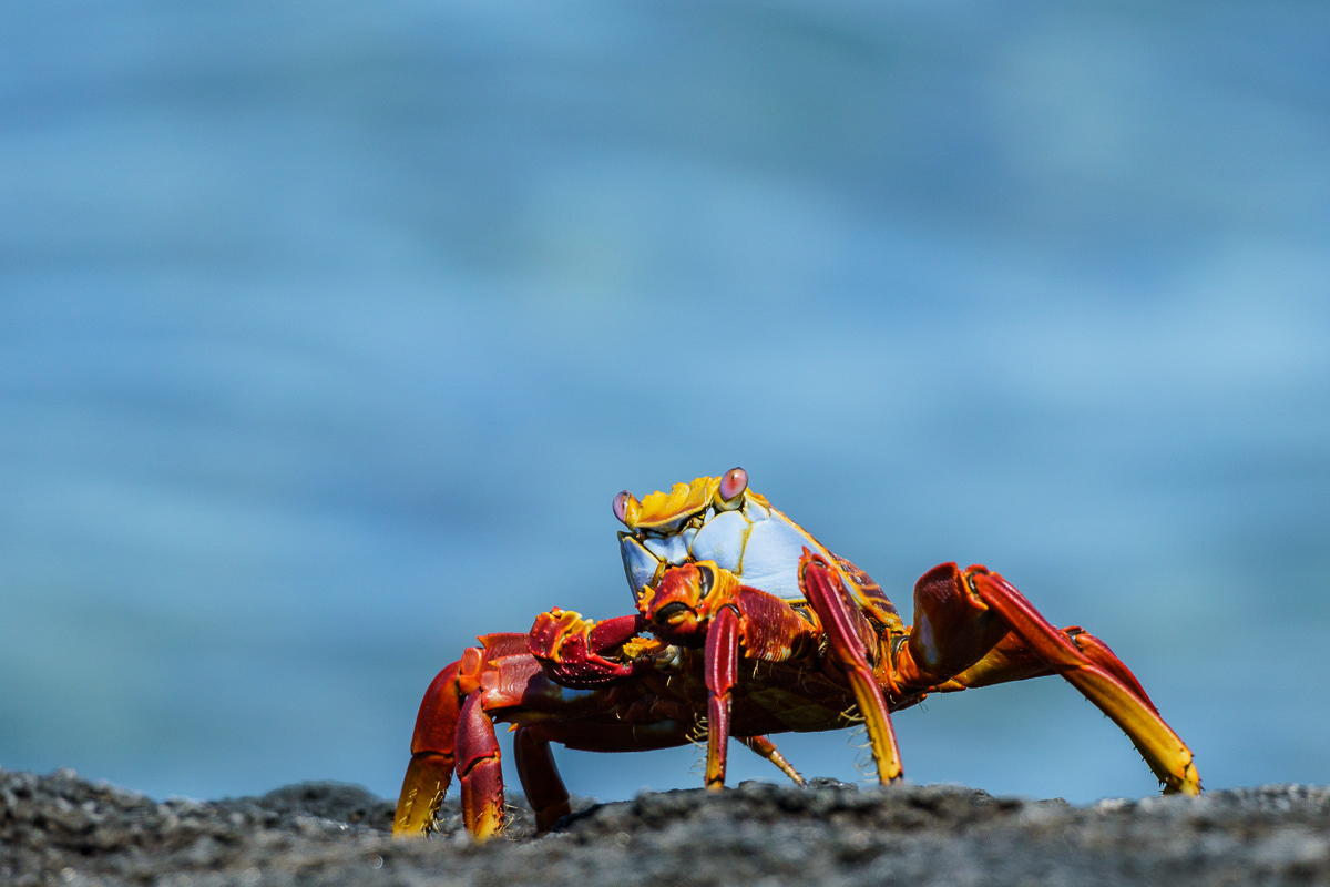 Crab
