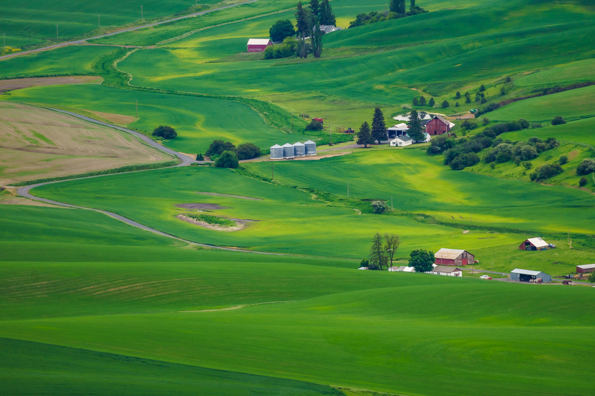 Wheat Farms in Palouse, WA