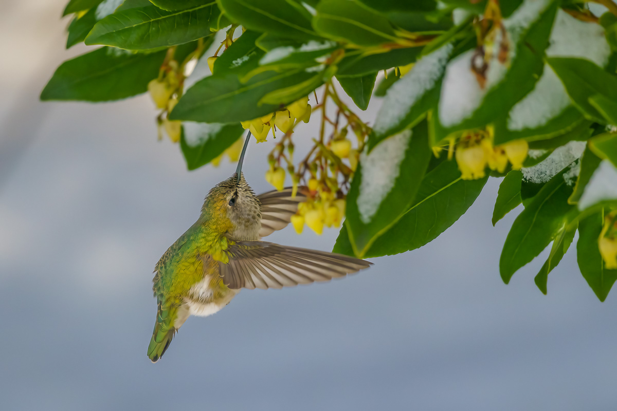 Winter Hummingbird