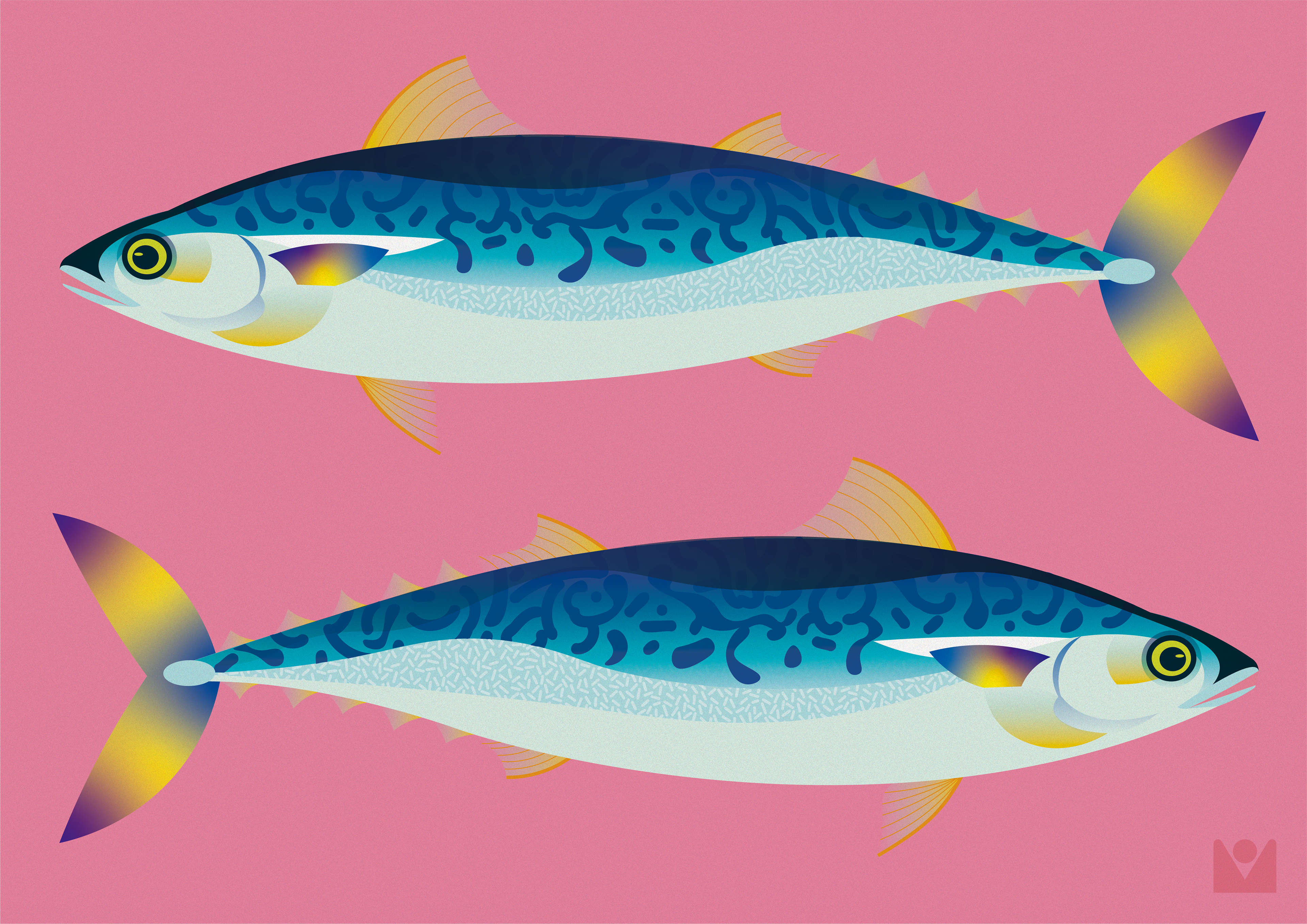 mackerel