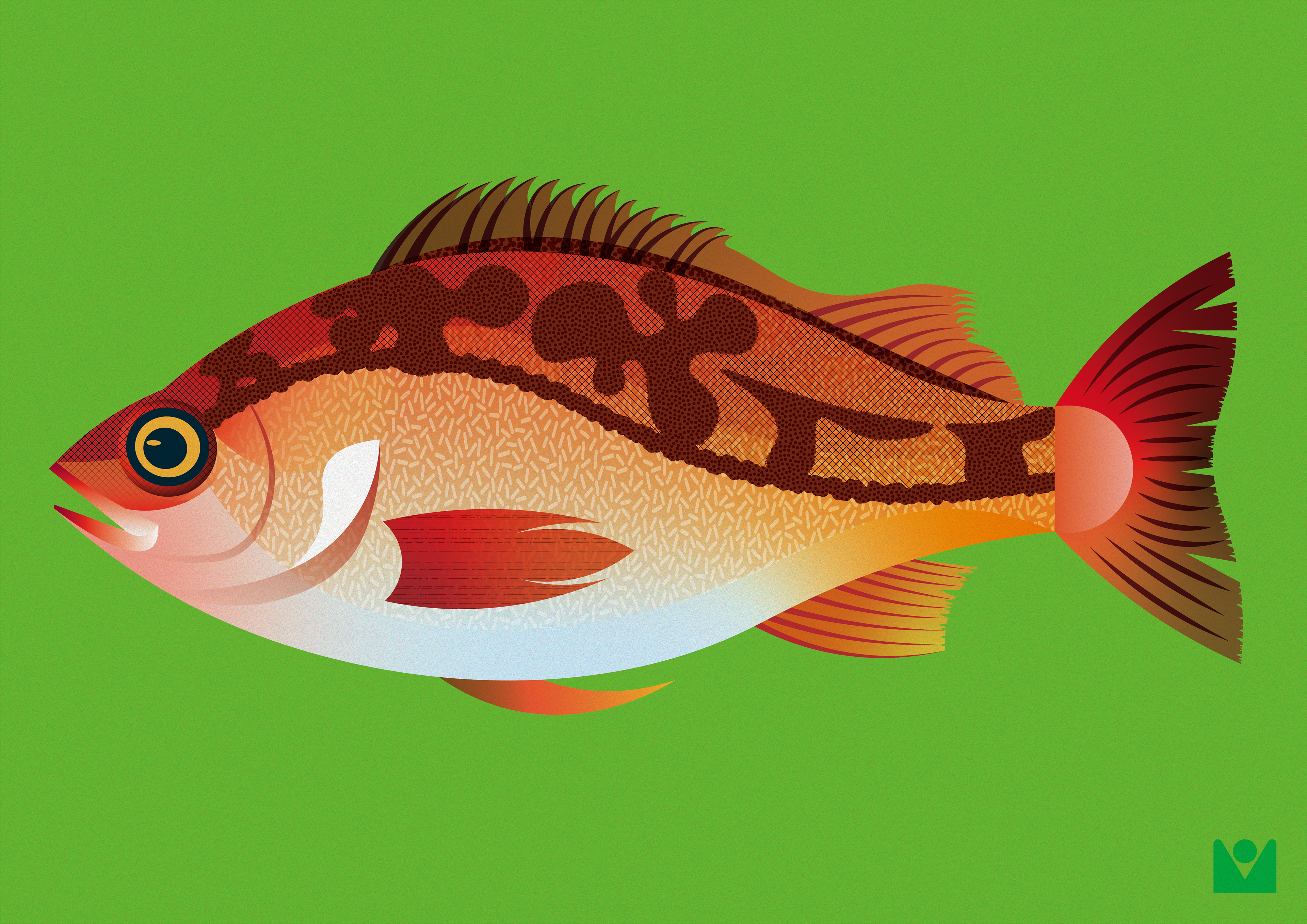 rockfish