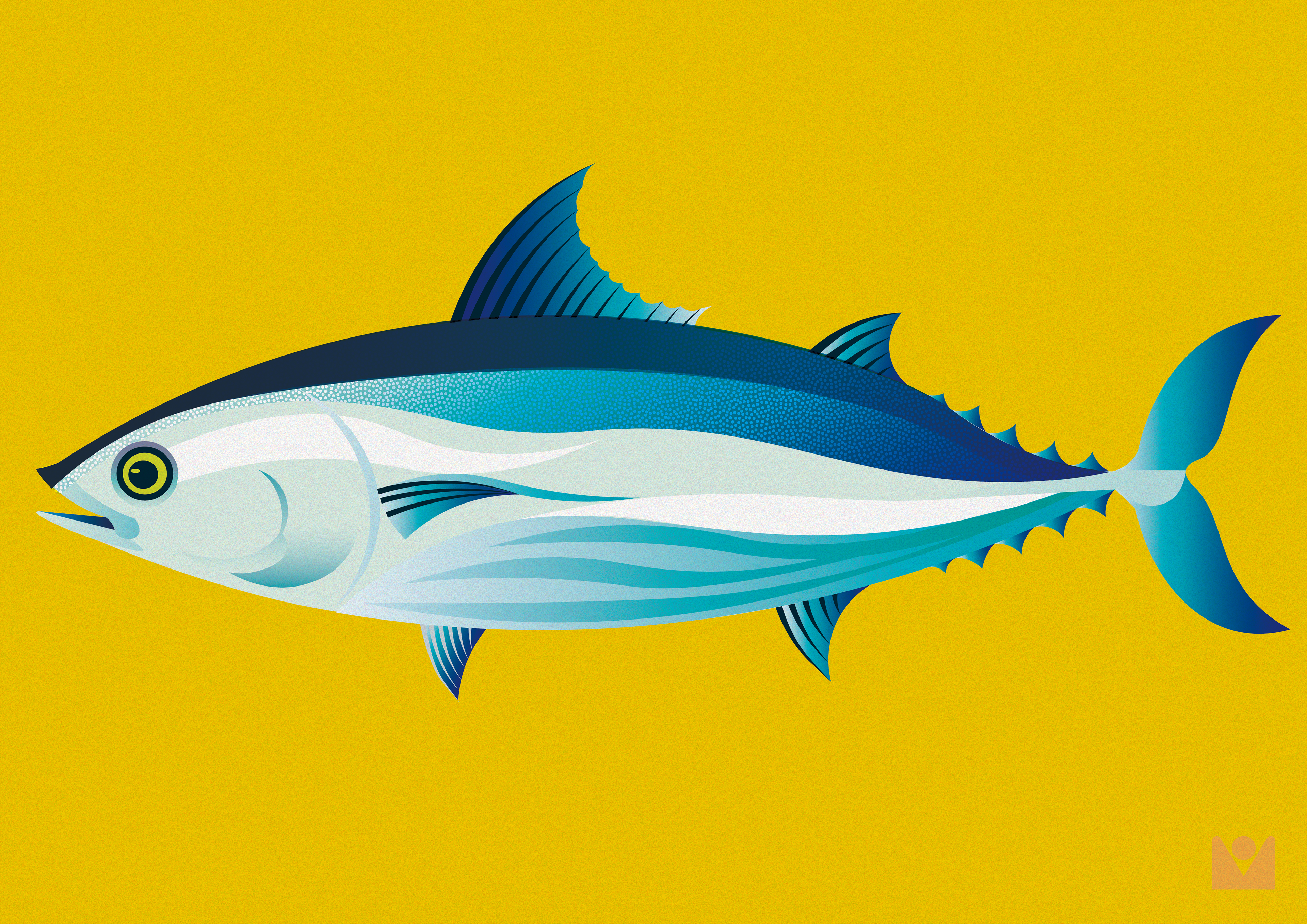 bonito