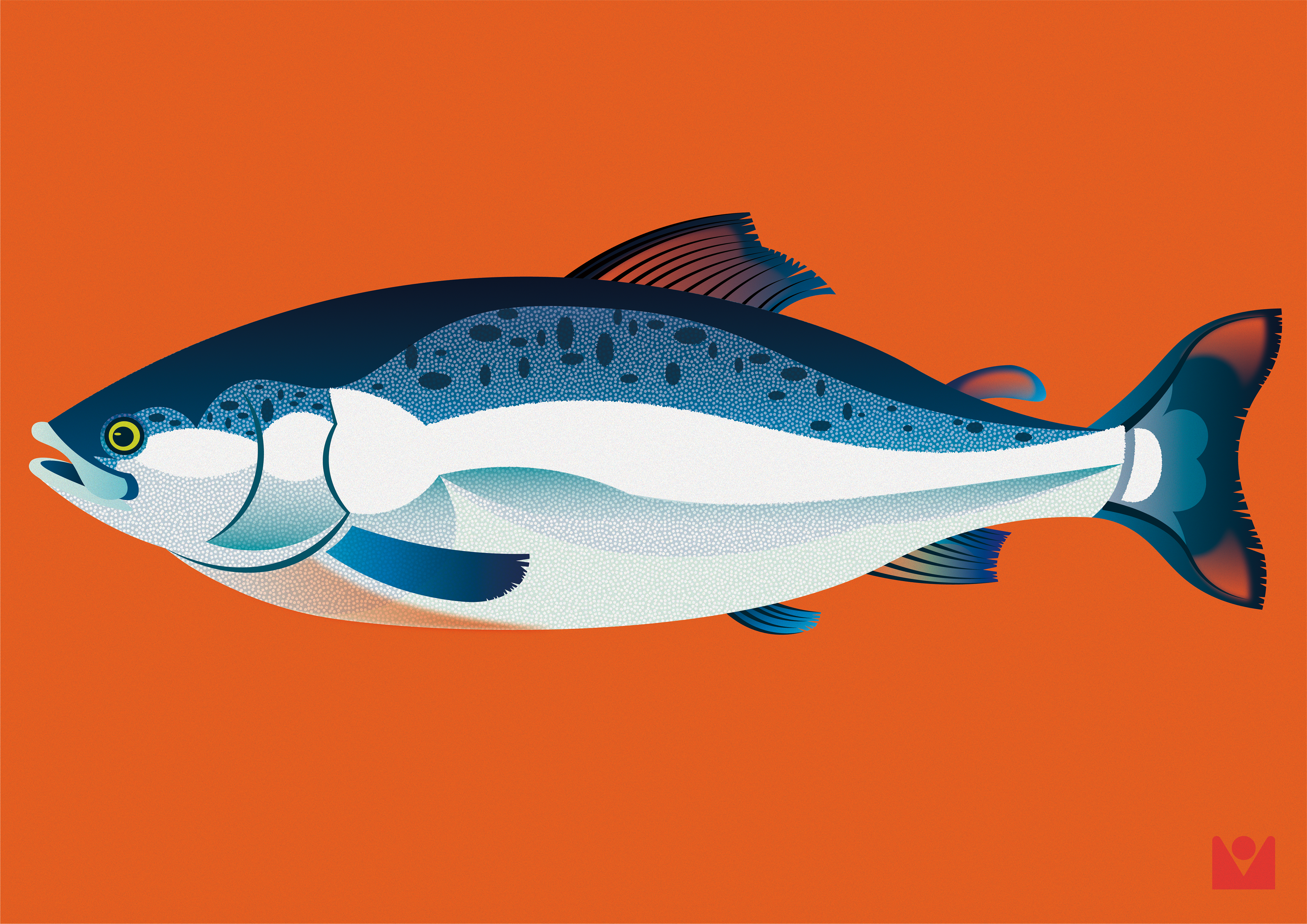 salmon