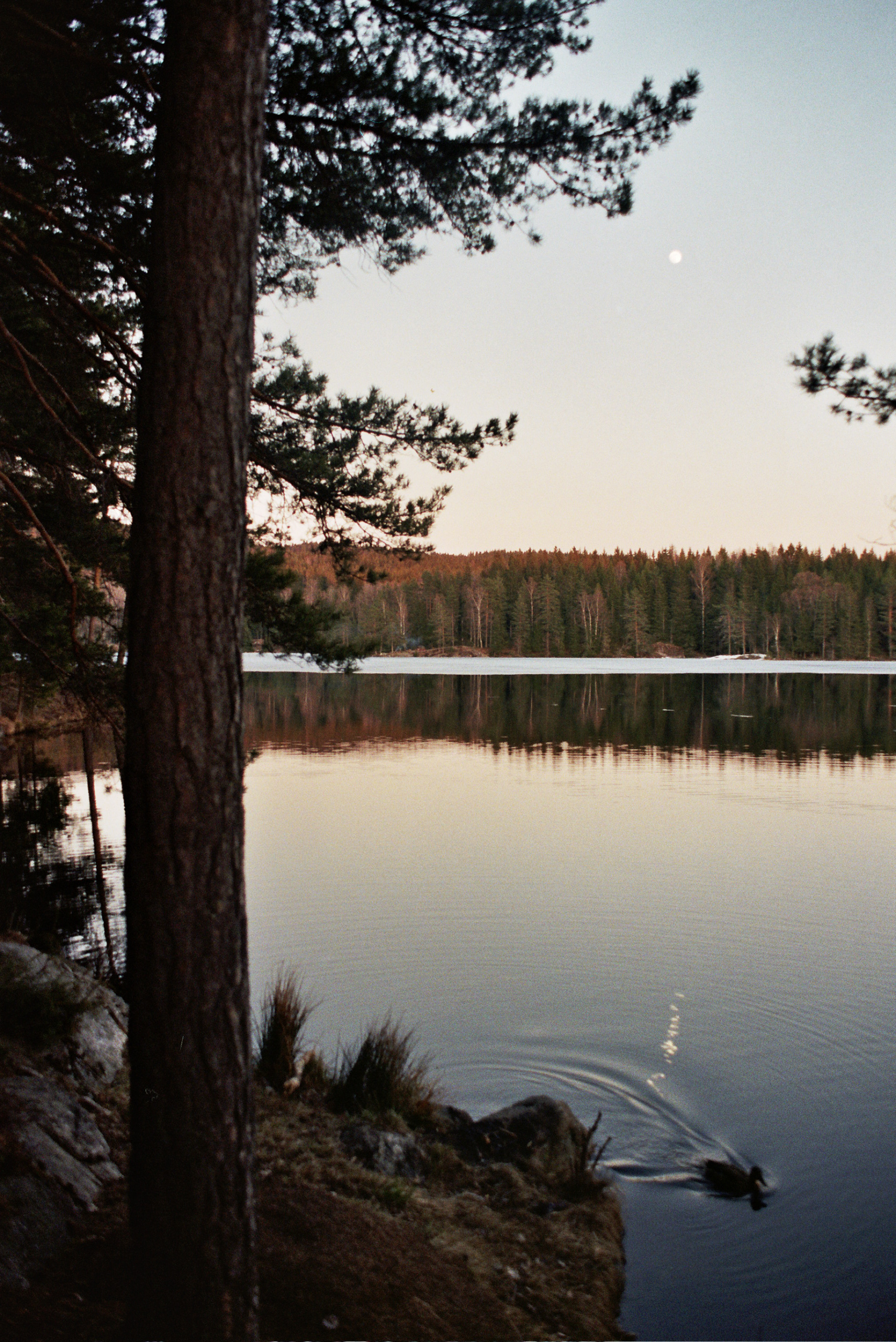 'The Hungry Duck', Lake outside Oslo, April 2019