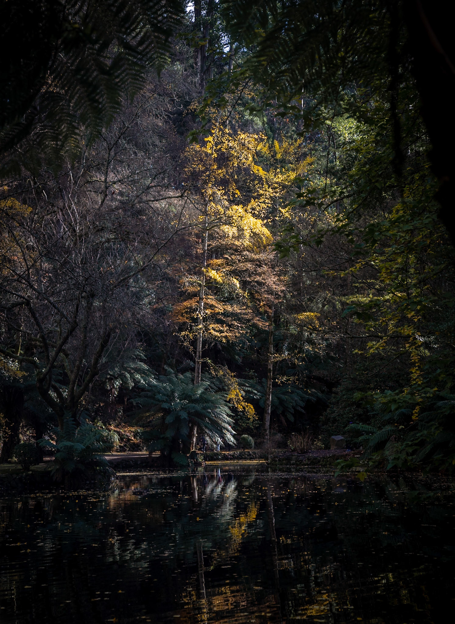 The last signs of autumn yellows catch the crisp morning sunlight at the Alfred Nicholas Memorial Gardens in Sherbrooke.