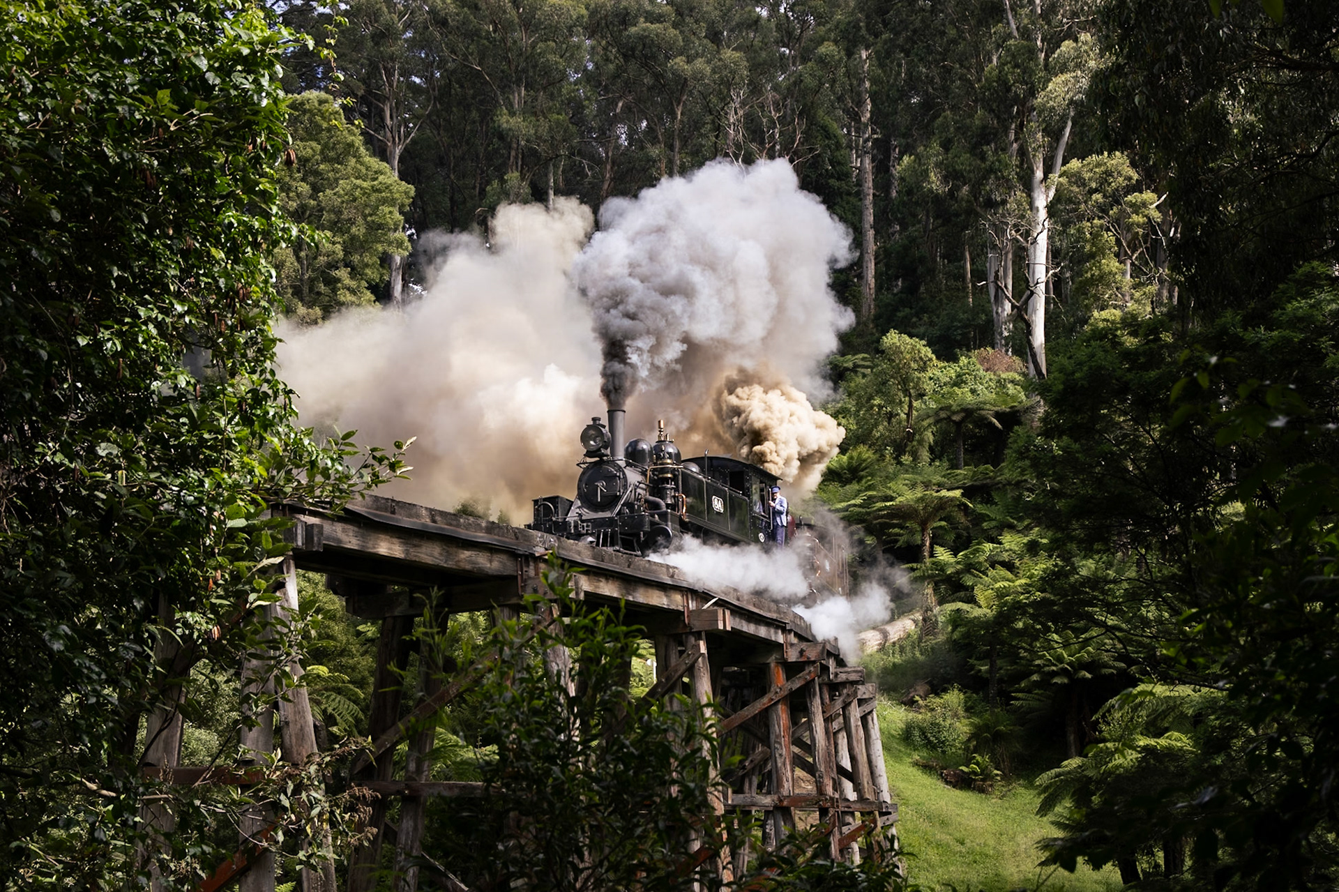 Leaving the confines of Sherbrooke Forest, sunlight pierces the cloudy sky at just the right moment to capture 8A and 12A storming out of Belgrave. Sherbrooke Forest is home to some of Victoria's most iconic flora and fauna, including the elusive lyrebird, towering tree ferns, and mountain ash: the tallest flowering plant in the world. The two NA-class steam engines are well over 100 years old and see daily use on Puffing Billy Railway. The bridge is equally historic, with timbers dating back to the early 1900s per the dates carved into them. Credit where credit is due! Thanks to Dave for finding this angle.
