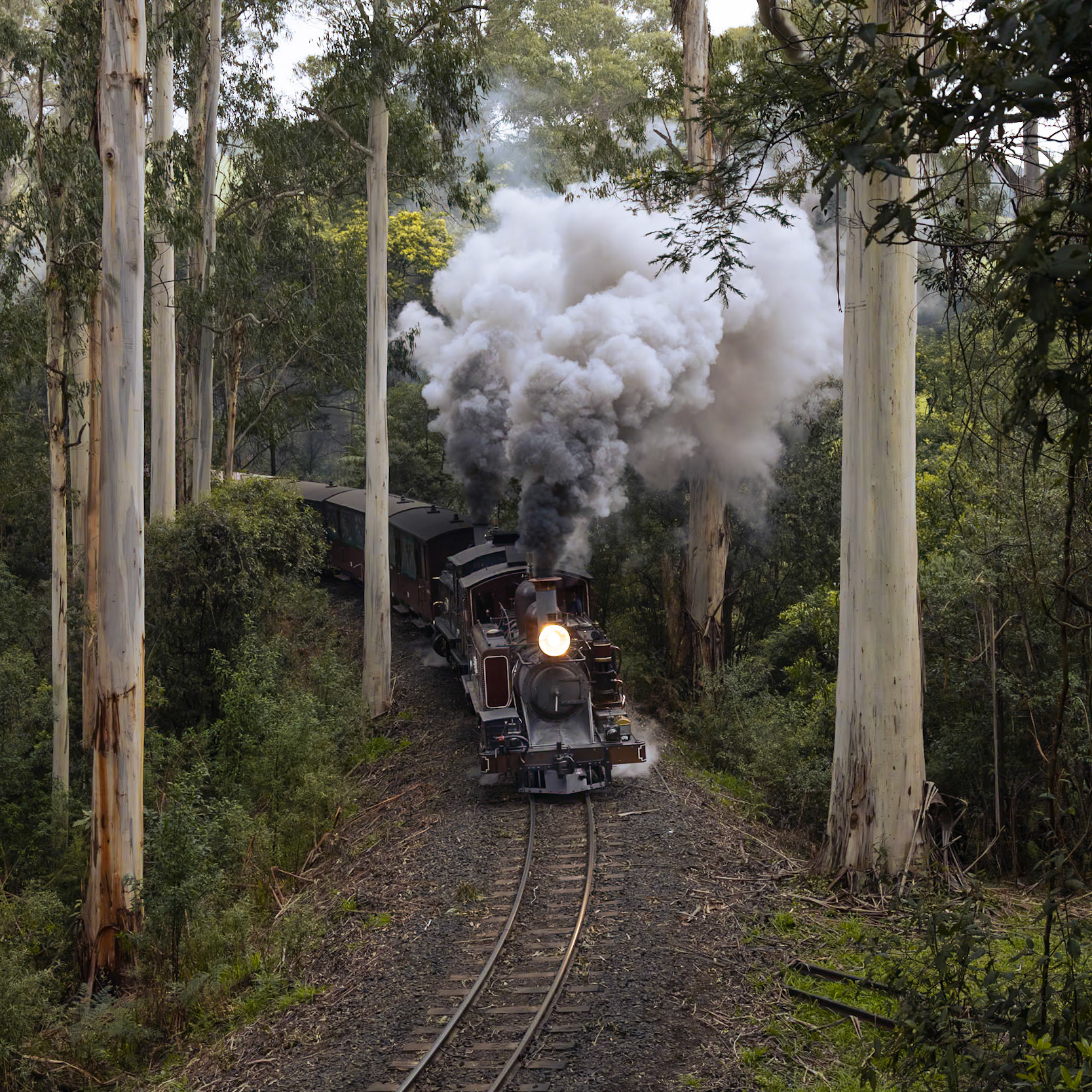 12A leads 8A through the towering gum trees around Lakeside with a shuttle train to Emerald for the Variety children's charity. Regular viewers will note that 12A and 8A are facing different directions: taking advantage of the special event, the crew of 12A opted to turn the locomotive at Emerald station: the loco continued like this through the day, with 8A on one end of the train and 12A on the other, operating in push-pull fashion. On the last departure from Lakeside the two locos were marshalled bunker-to-bunker, possibly for the first time in 20 years.