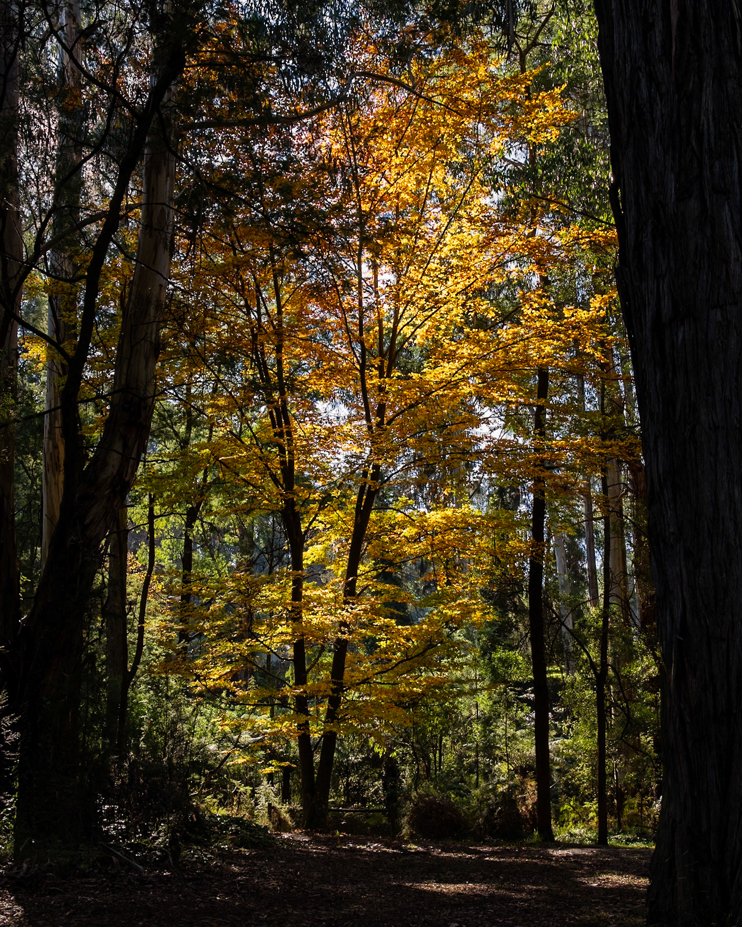 Autumn colours cling onto the trees at Butterfield Reserve in Emerald.