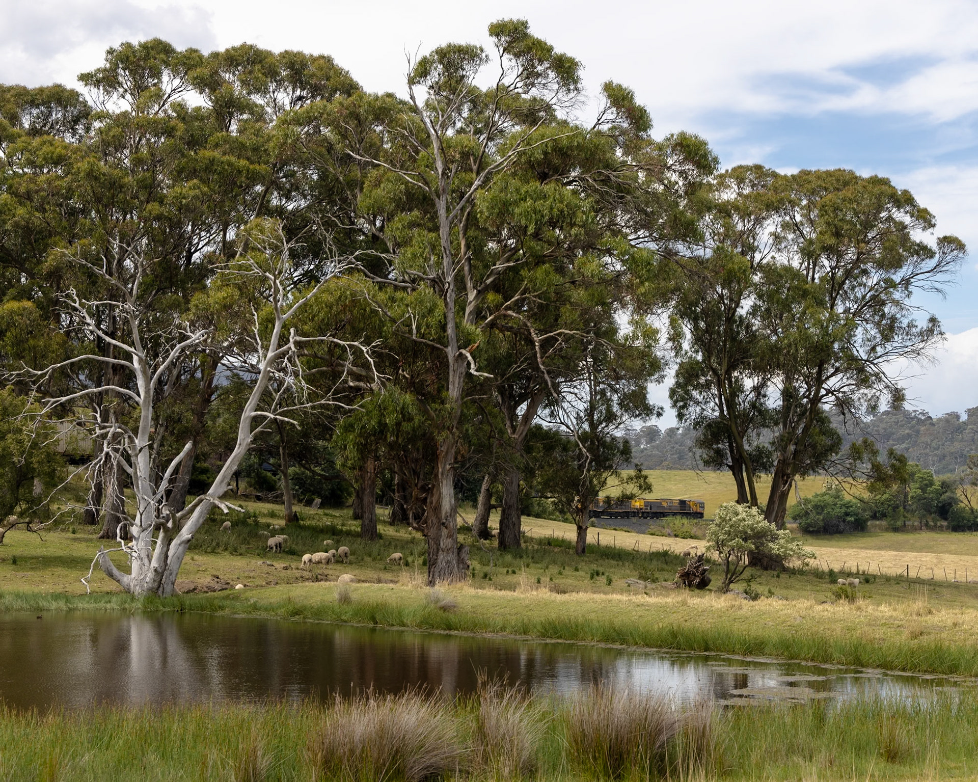 Tasrail's TR17 and TR15 sweep through the curves of Plummers Creek - near Campania - with a train from Boyer to Burnie. Special thanks must go to Trent and Phil for your assistance in tracking down accurate timings and updates - without your help I wouldn't have had such a productive trip!