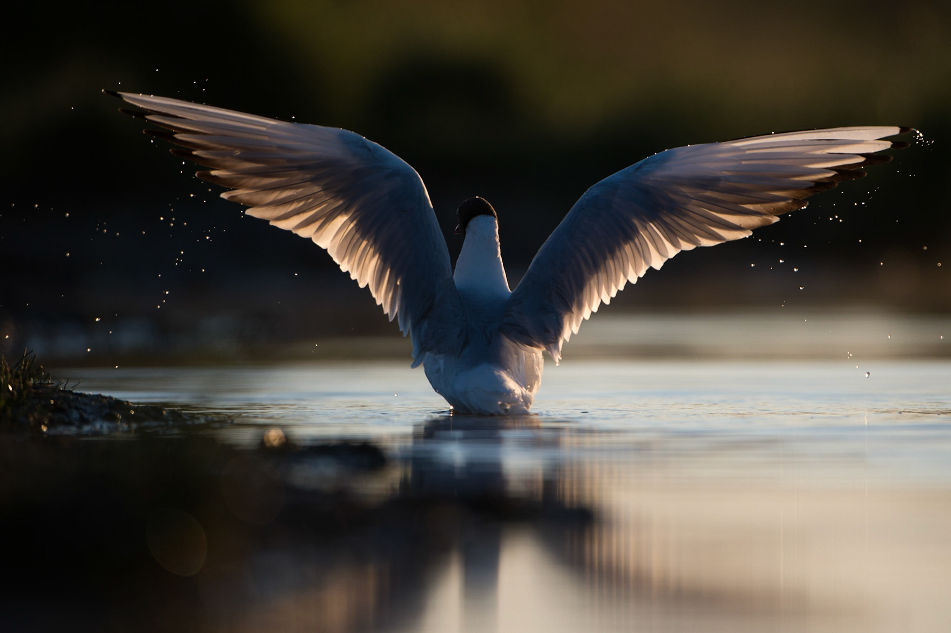 Mouette Rieuse