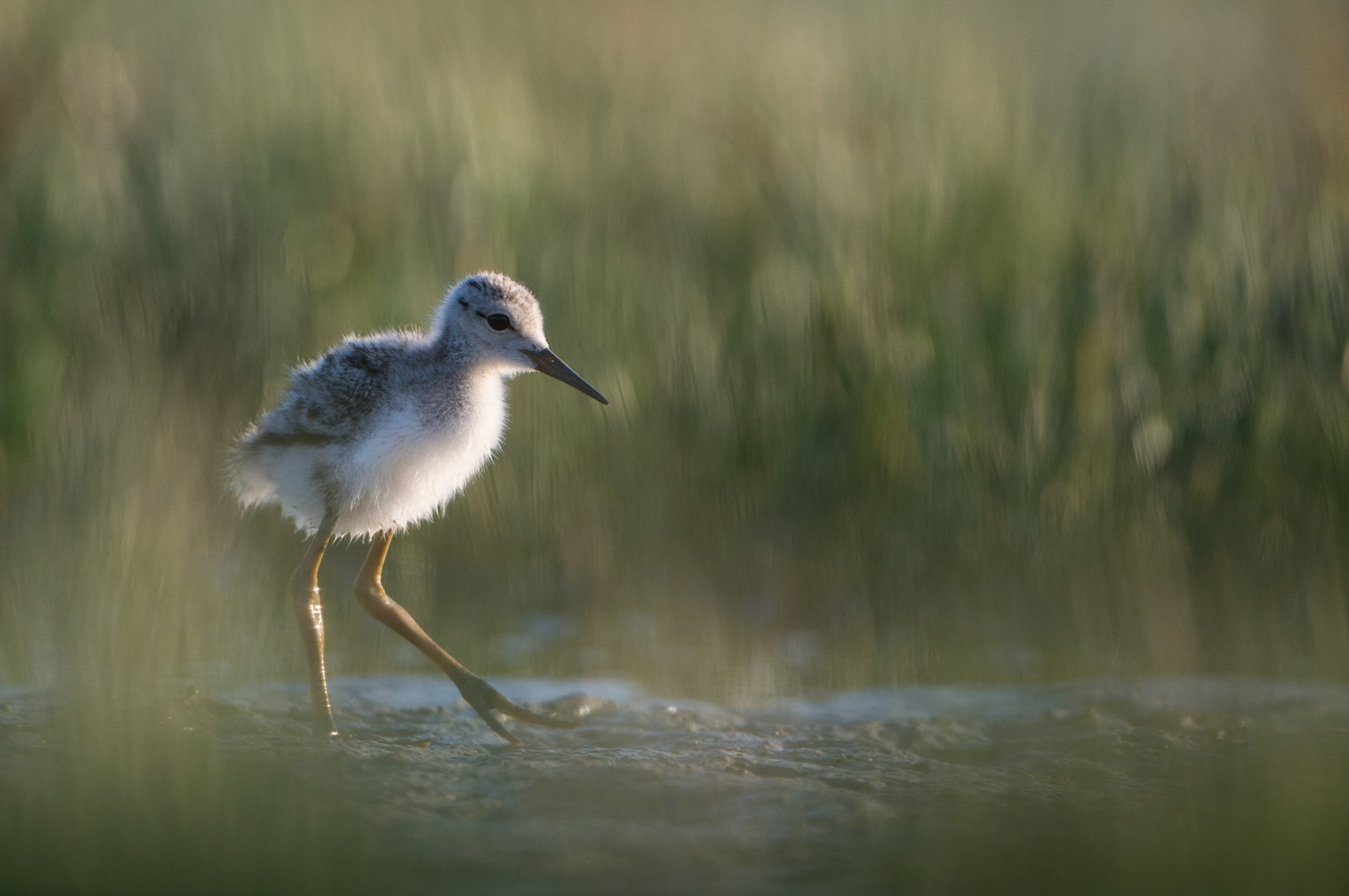 Echasse Blanche Juvénile
