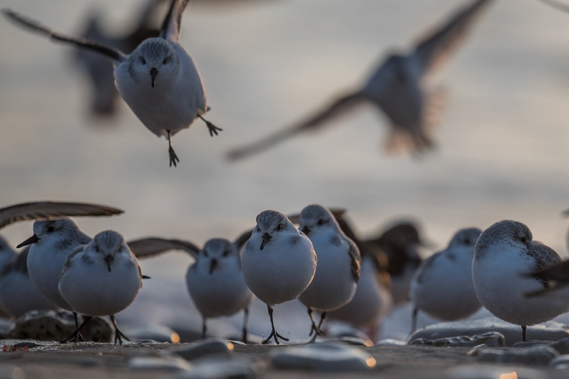 L'unijambiste - Bécasseau sanderling