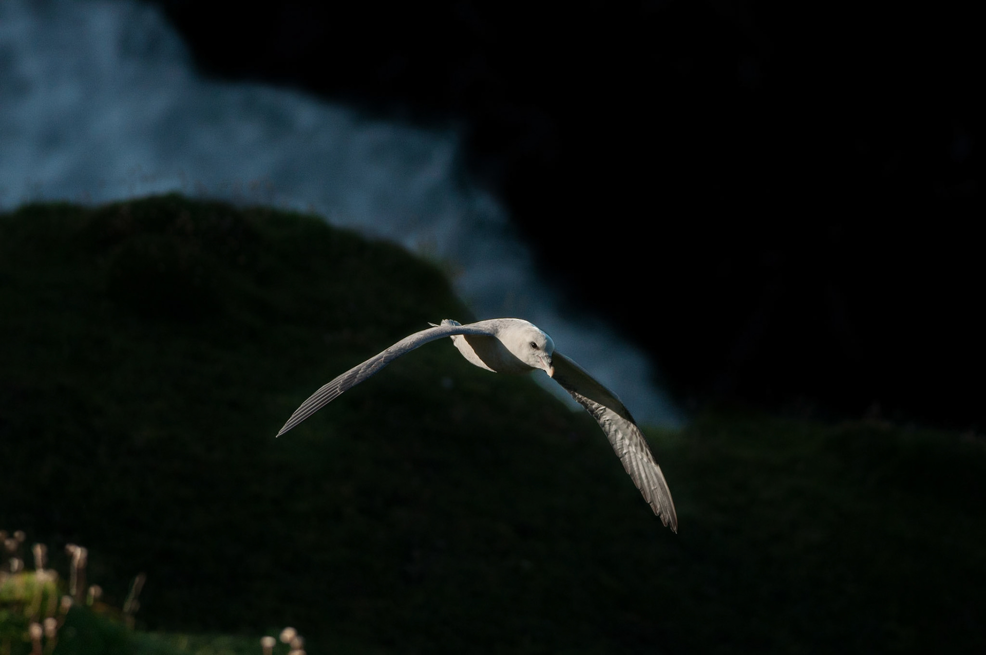 Apparition de Fulmar Boréal - Ecosse
