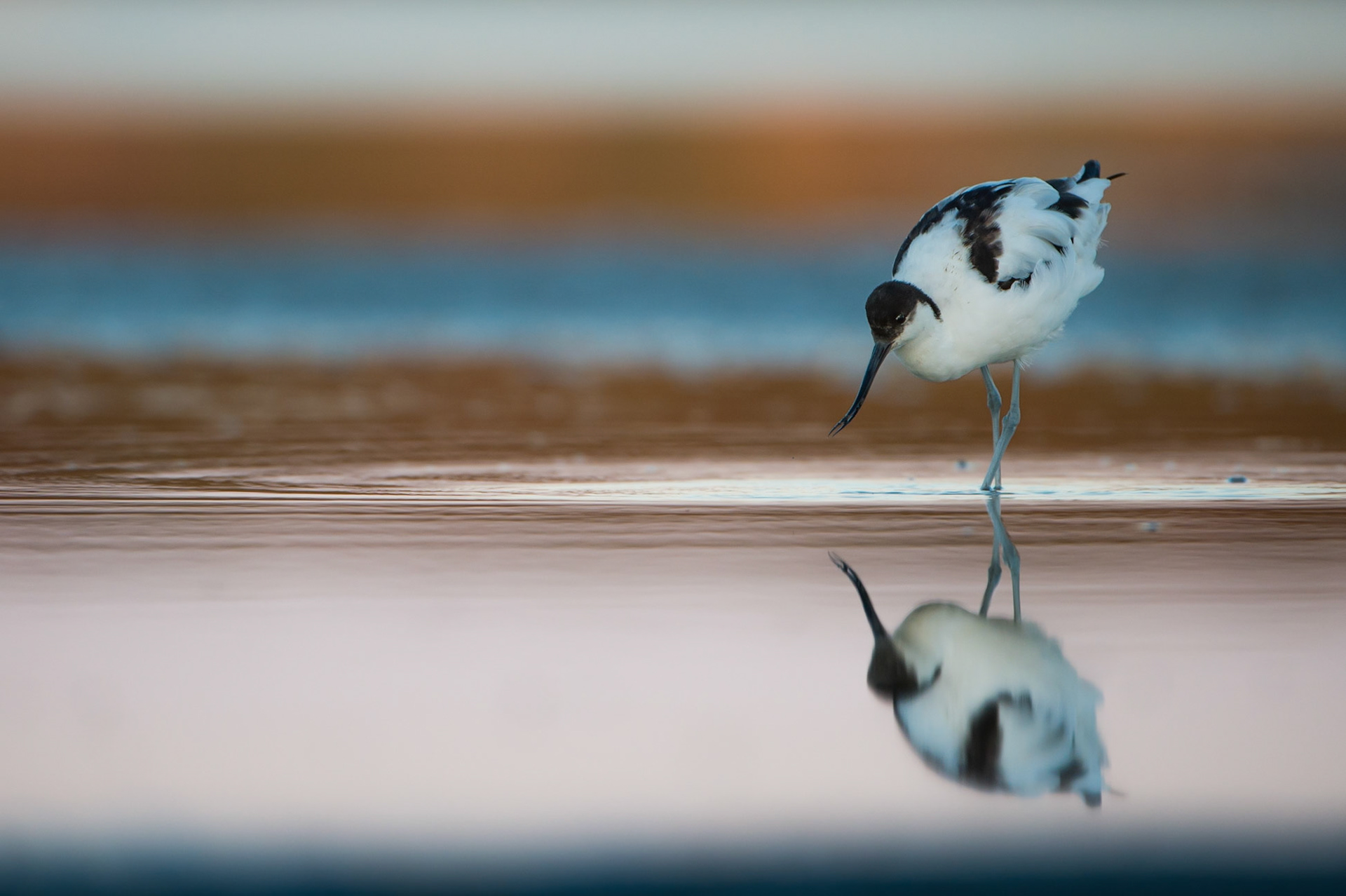 Avocette Elégante