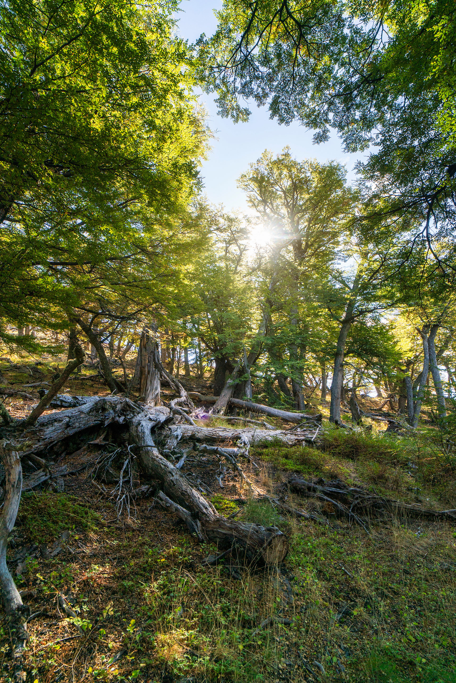 Bosque de la patagonia