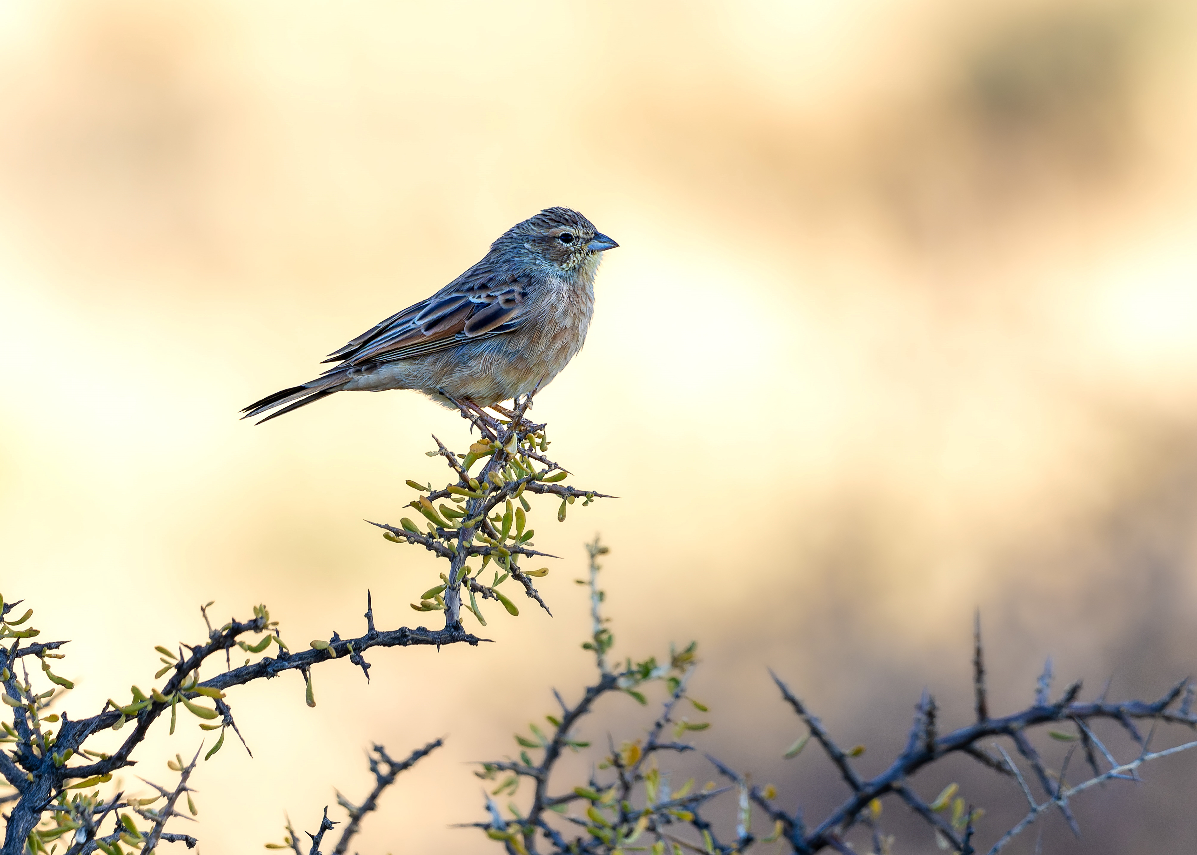 Lark-like Bunting