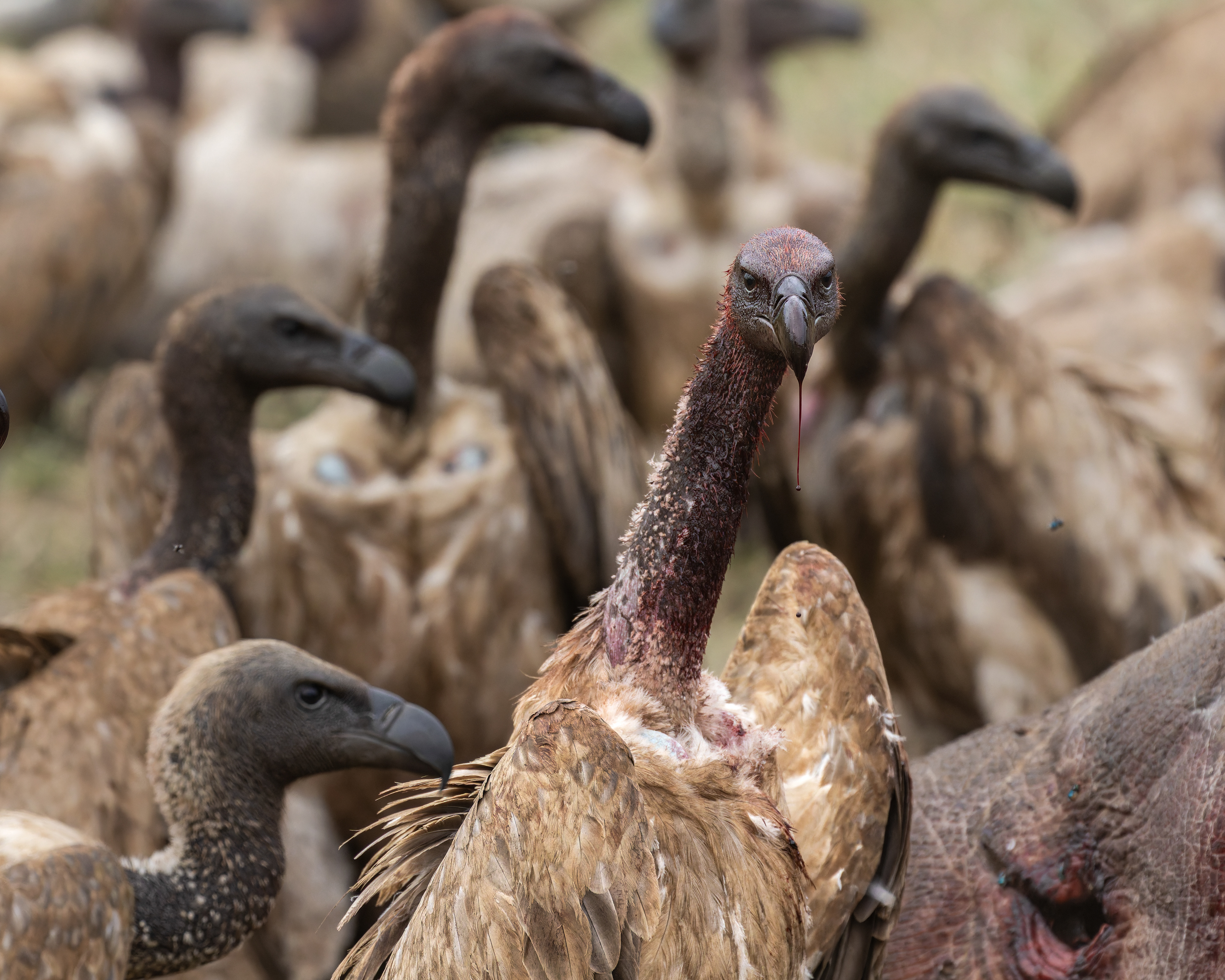 White-backed Vulture