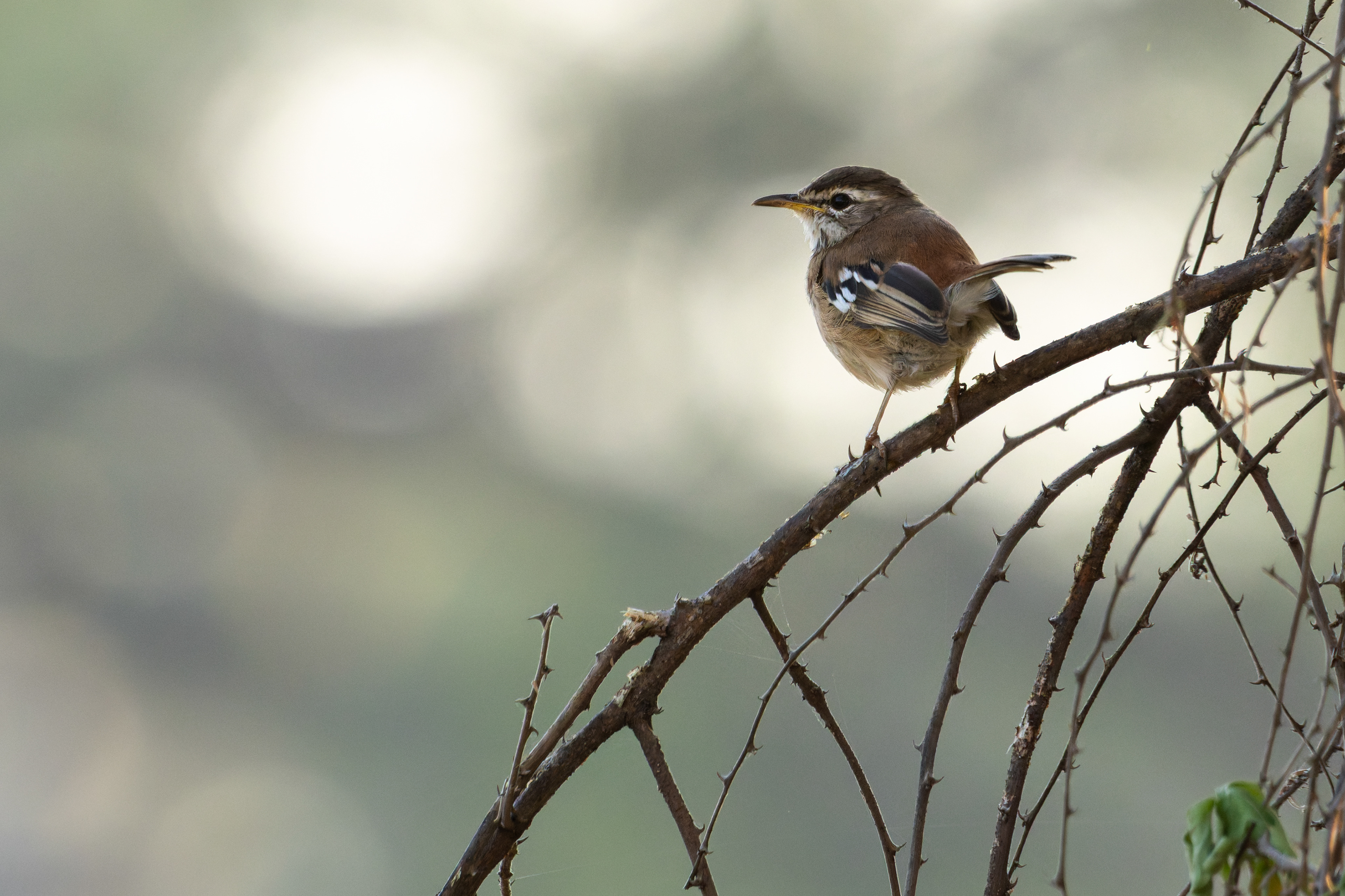 White-browed Scrub-robin