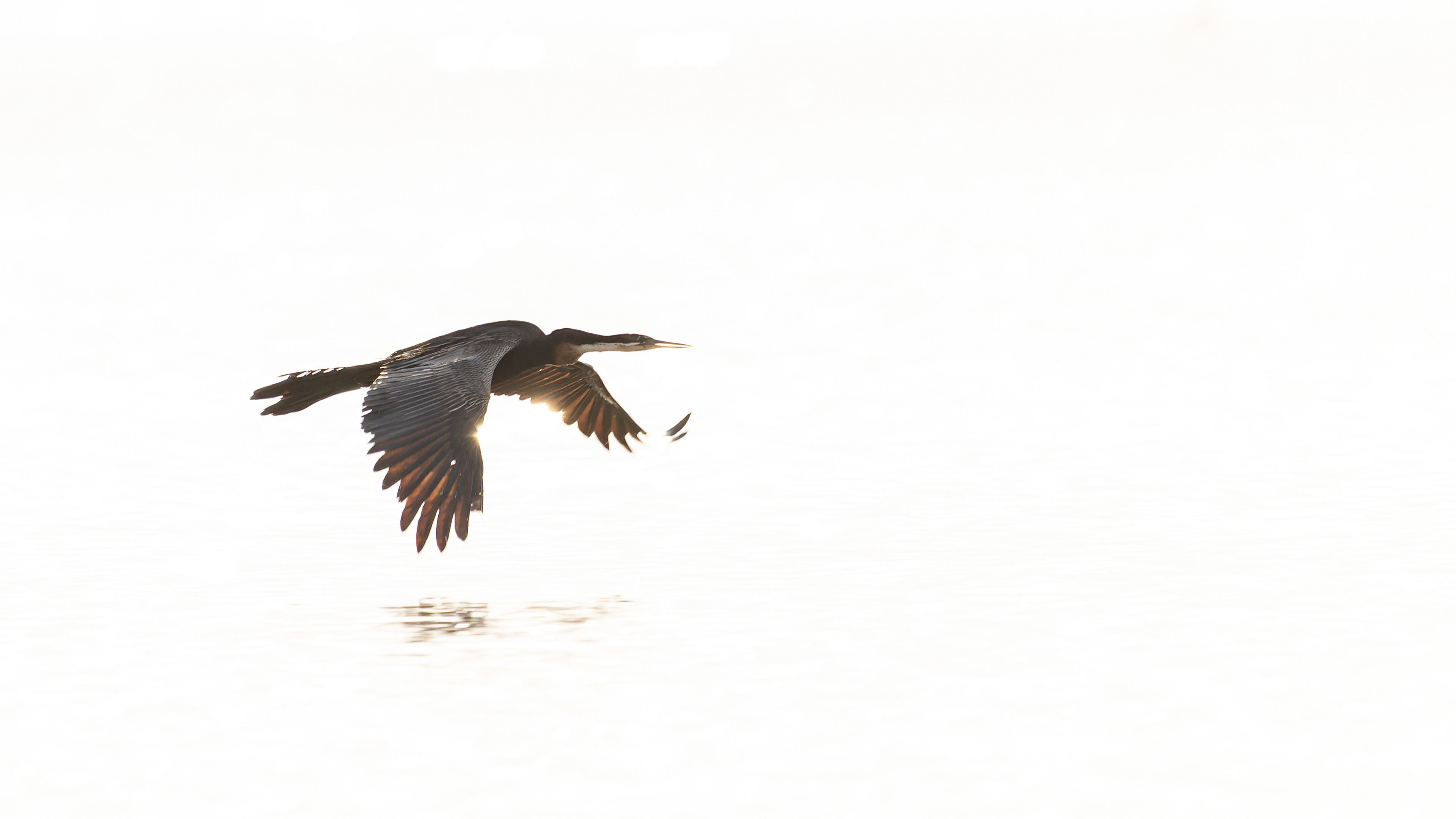 African Darter