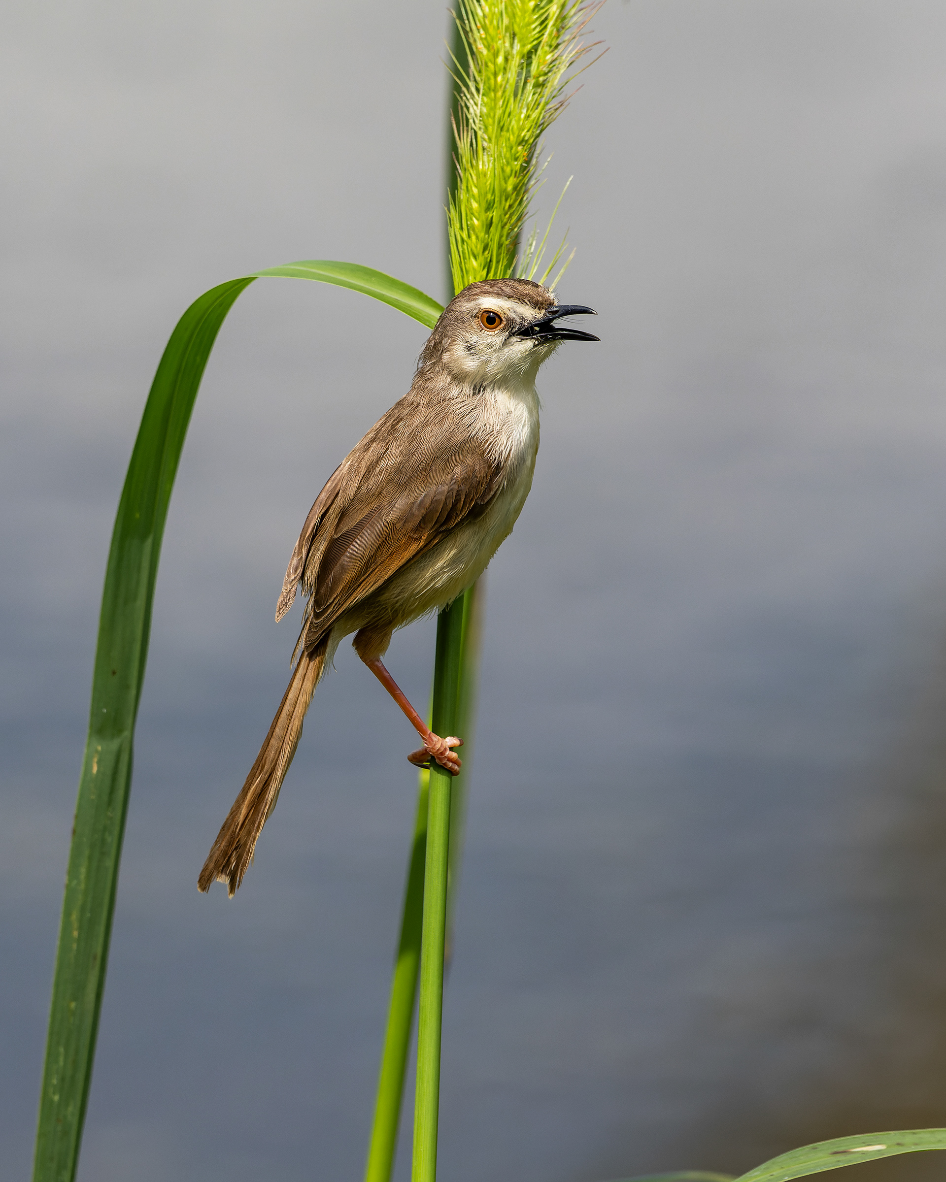 Tawny-flanked Prinia