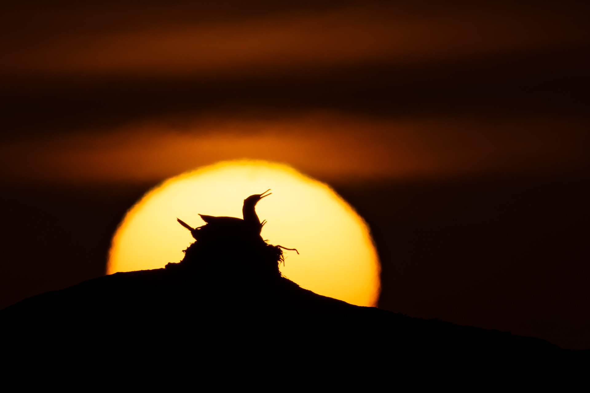 Cape Cormorant