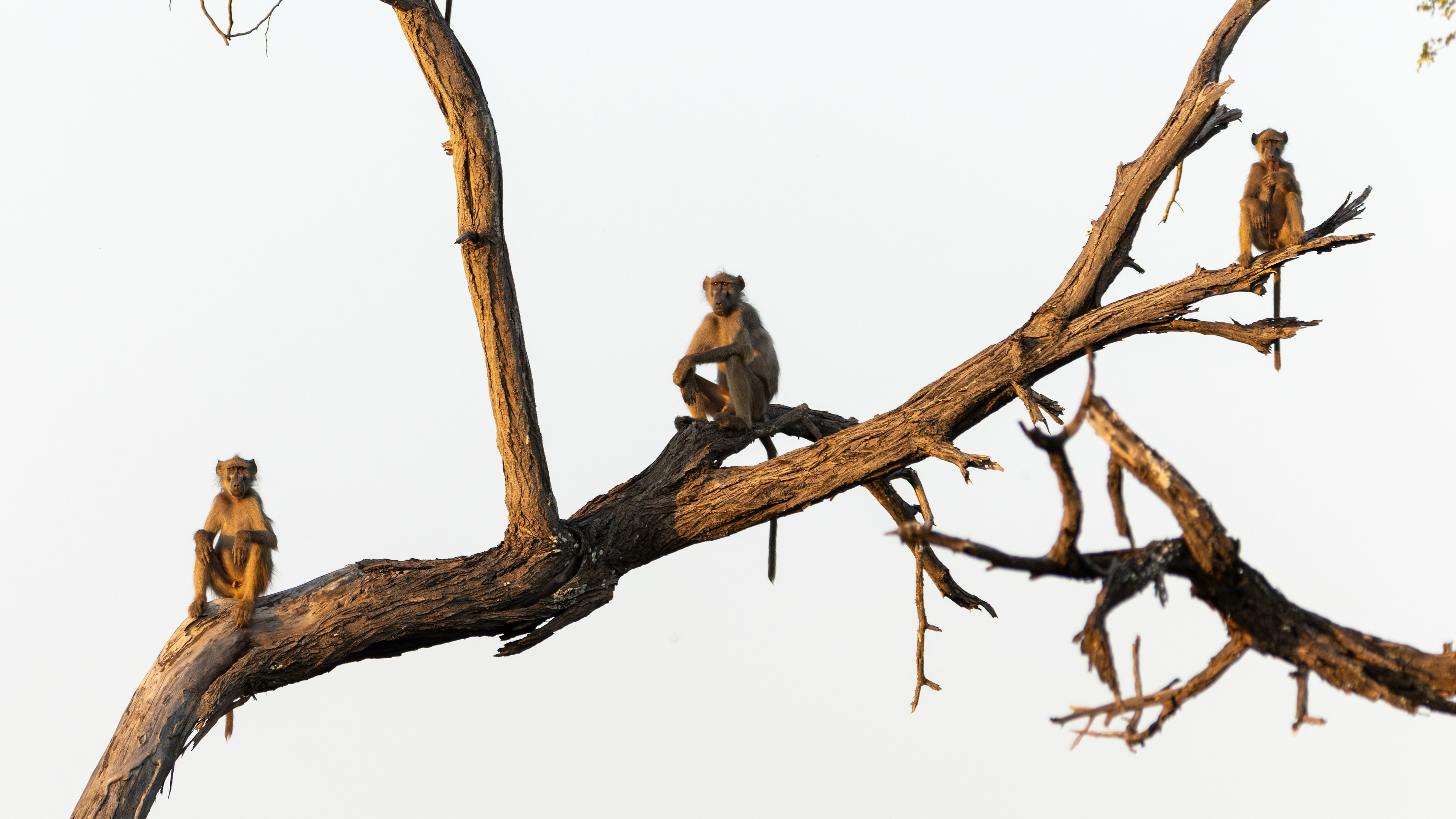 Chacma Baboon