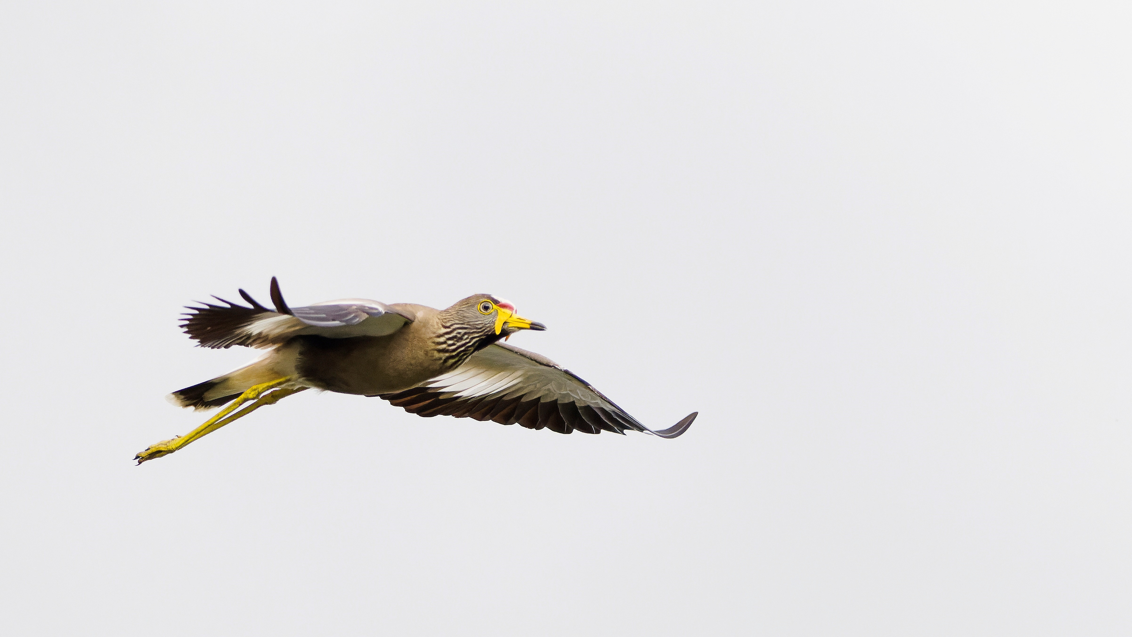 Wattled Lapwing