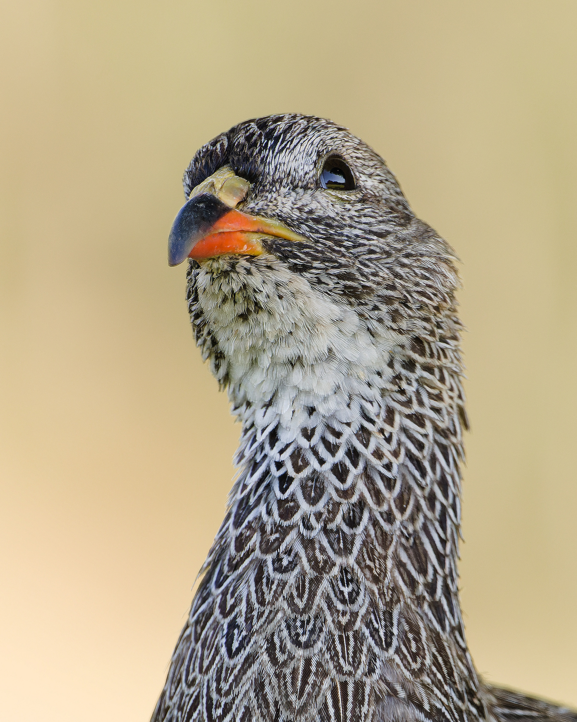 Cape Spurfowl