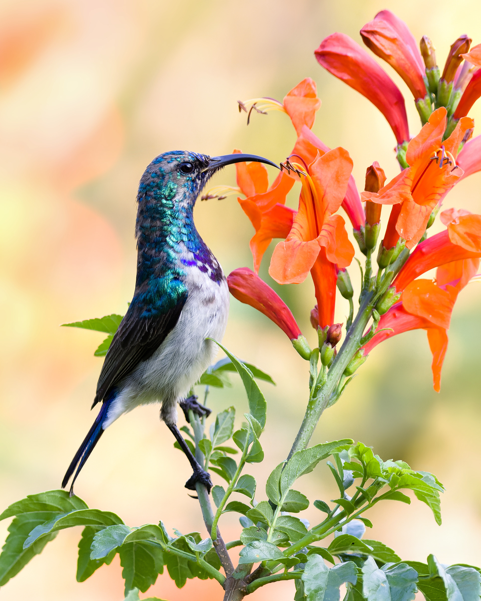 White-breasted Sunbird