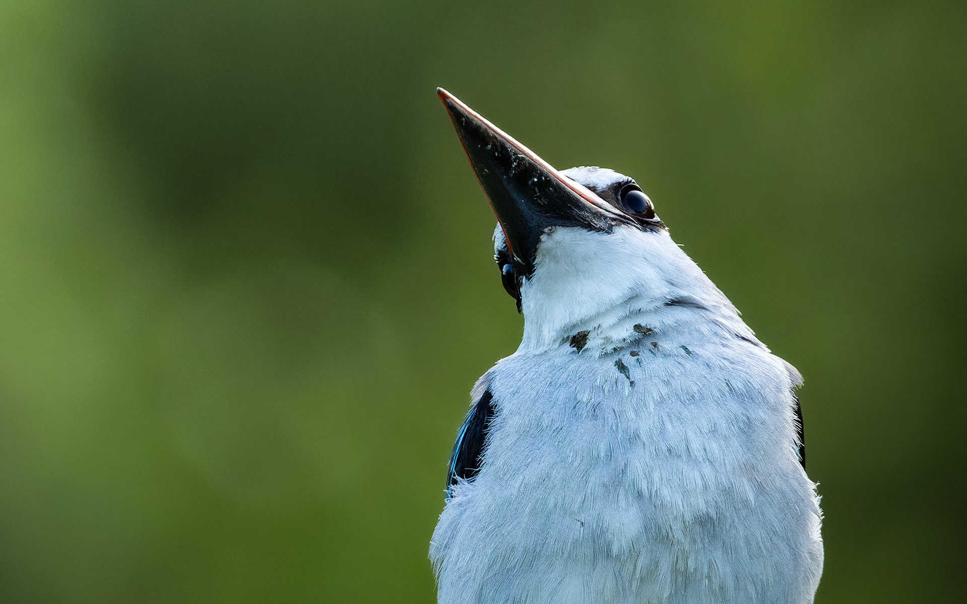 Woodland Kingfisher