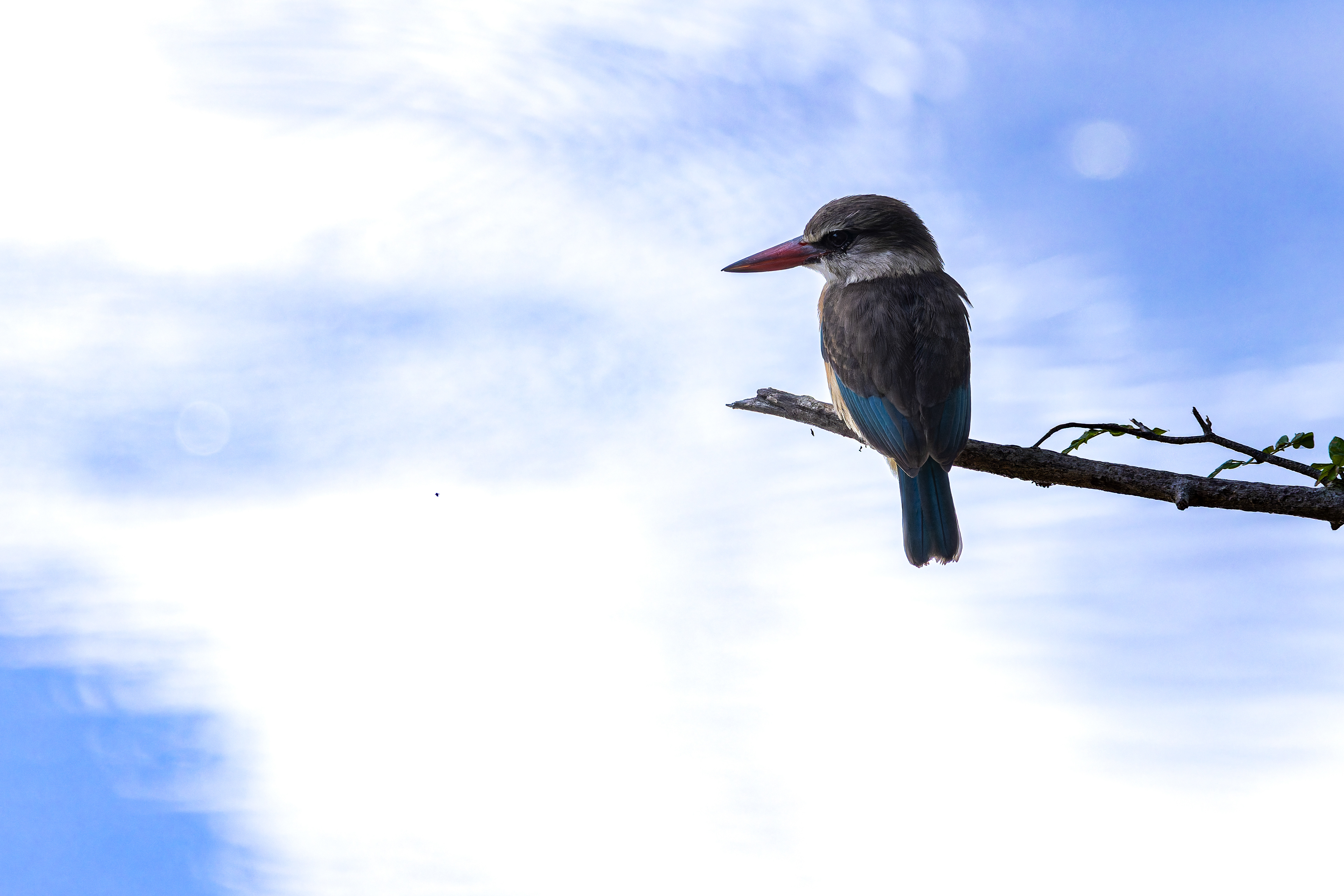 Brown-hooded Kingfisher