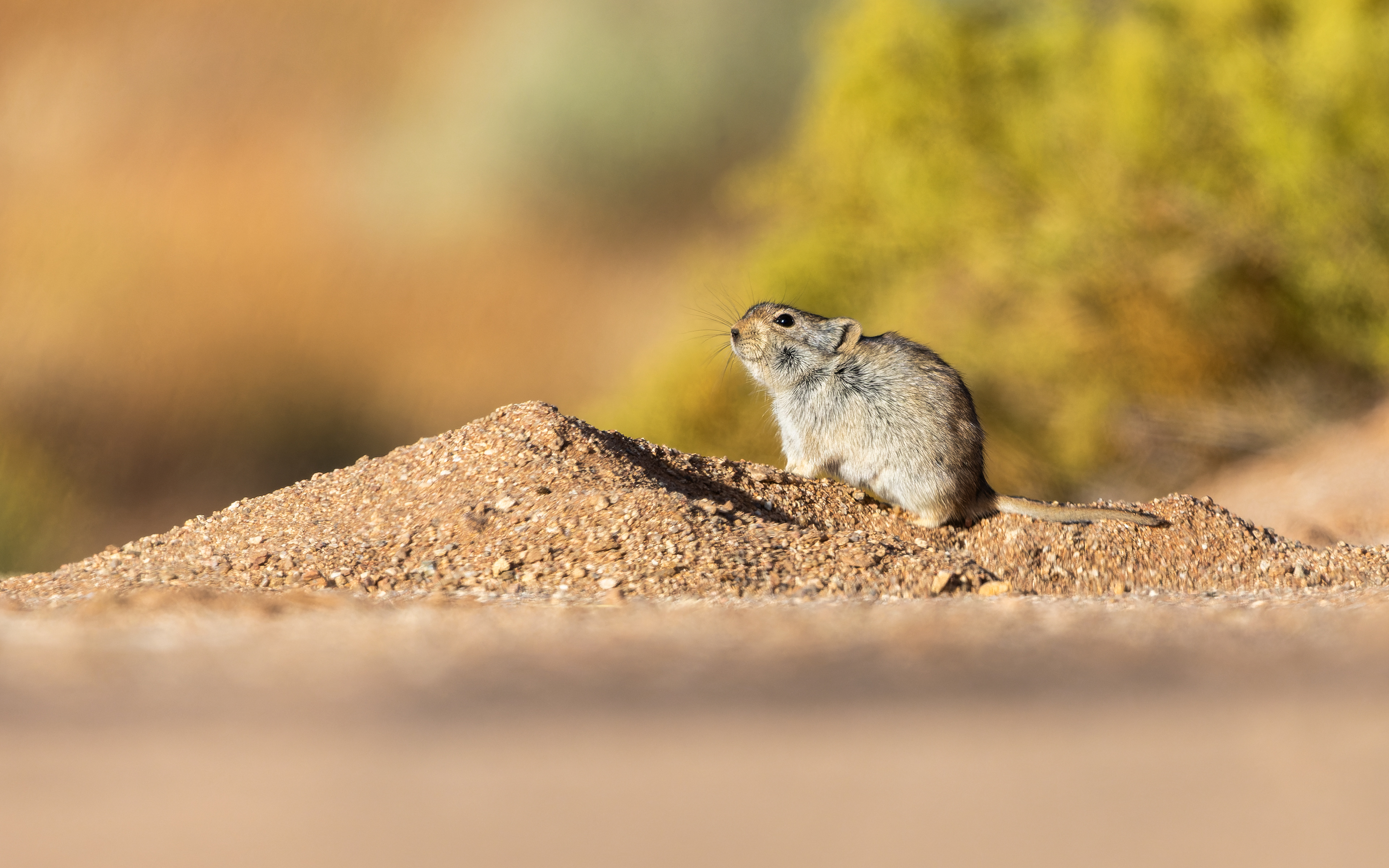 Brant's Whistling Rat